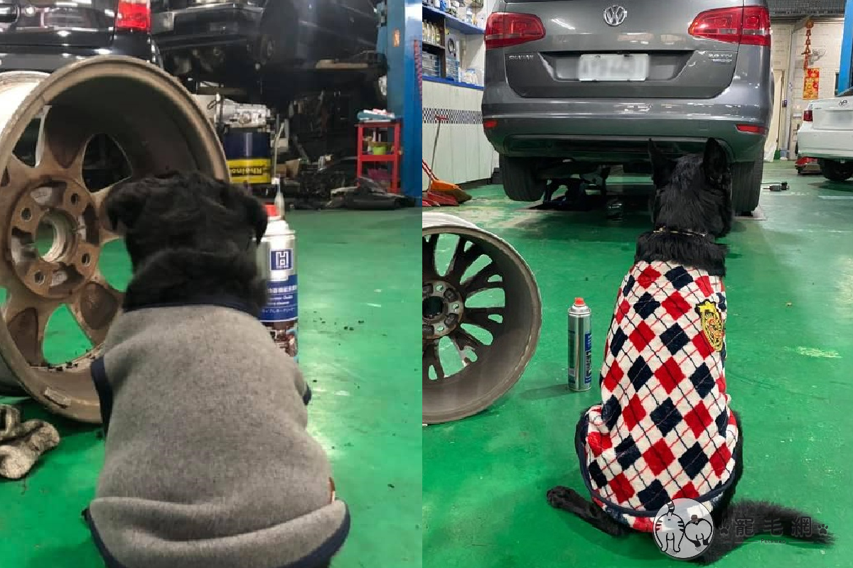 ▲歐告一轉眼長大，唯一不變的是「愛陪主人工作」！（圖／Facebook＠張景淵授權提供）