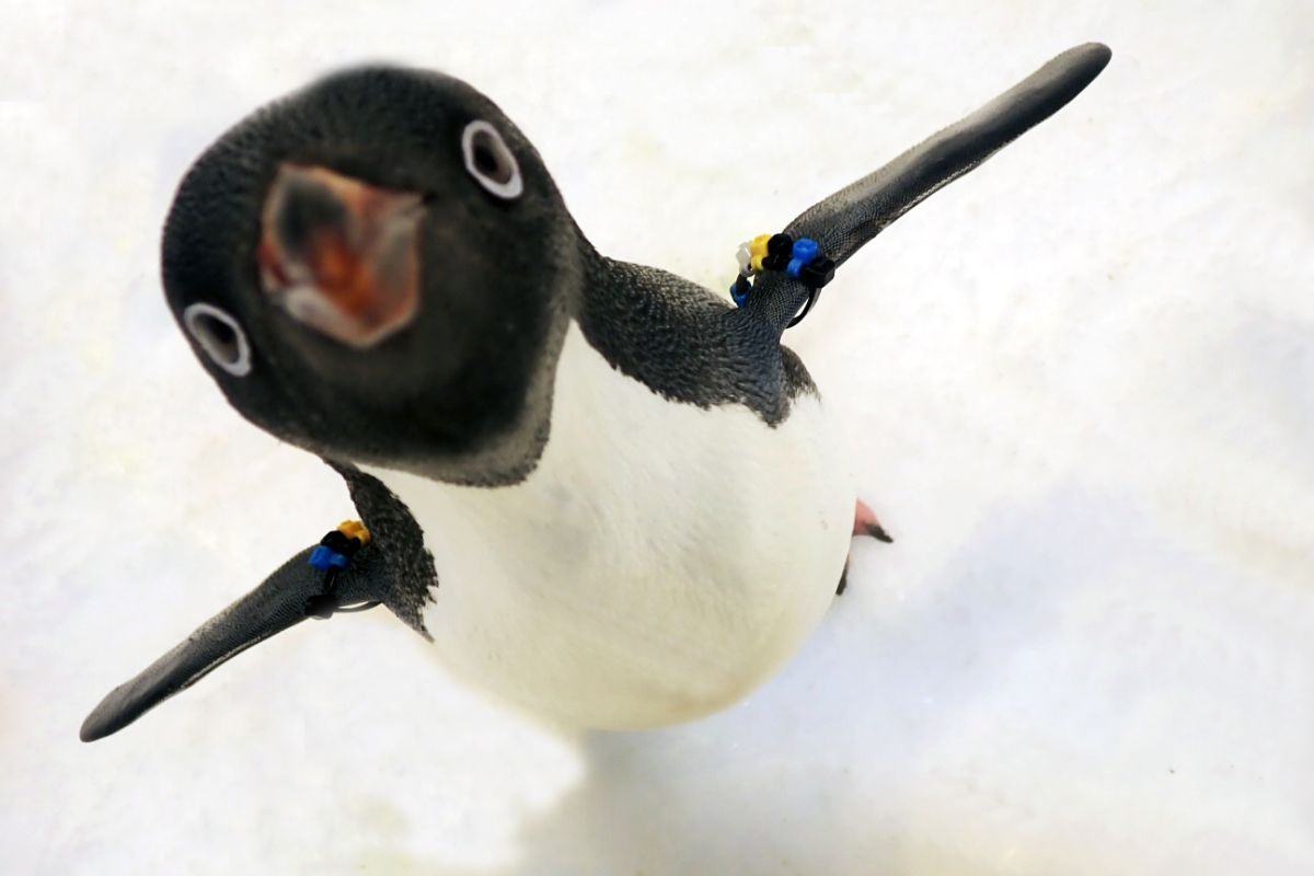 ▲屏東國立海洋生物博物館將於 2021 年 2 月推出全台第一個「我與企鵝的 0.1 毫米」餵食體驗。（圖／KLOOK）