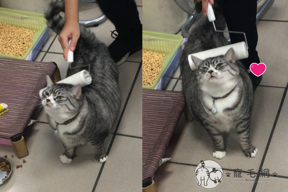 ▲小胖貓狂蹭滾輪求按摩！（圖／網友雯子雯子授權提供）
