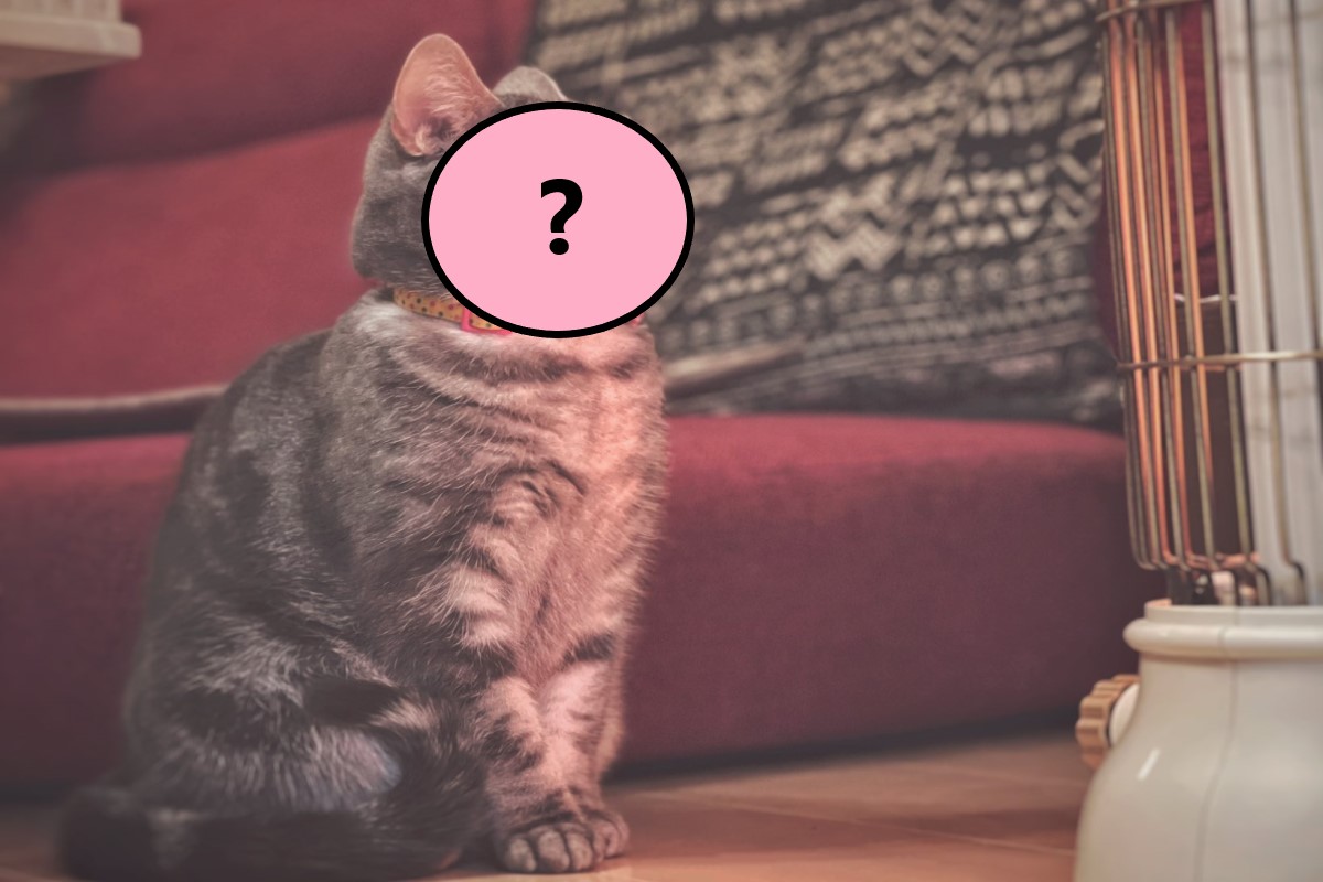 ▲日本一隻貓咪面對暖爐竟然露出「這表情」！（圖／twitter@ y0m0chi）