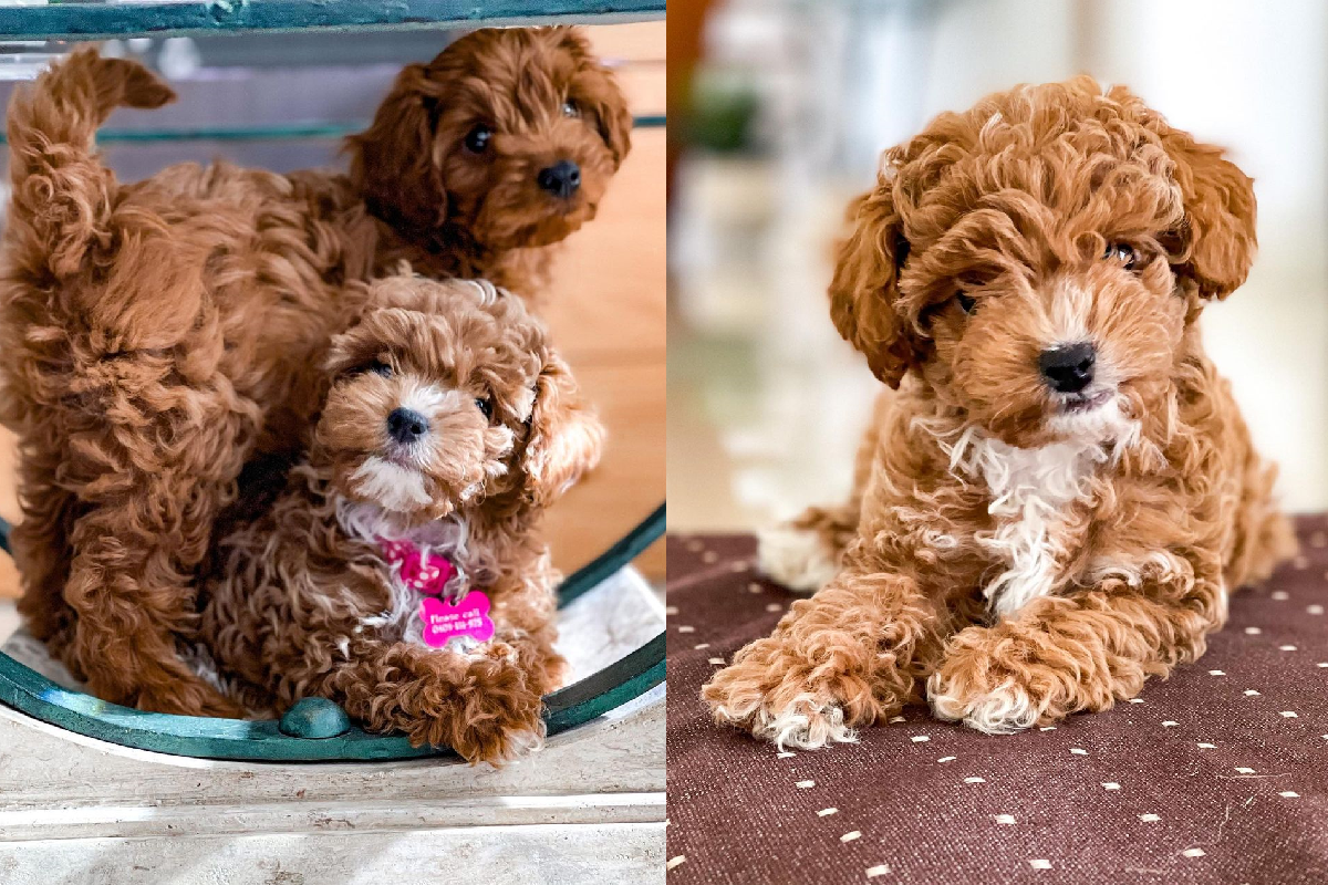 ▲超萌捲毛「花生醬」狗狗，兩隻加倍可愛！（圖／Instagram＠secretlifeofminnie）