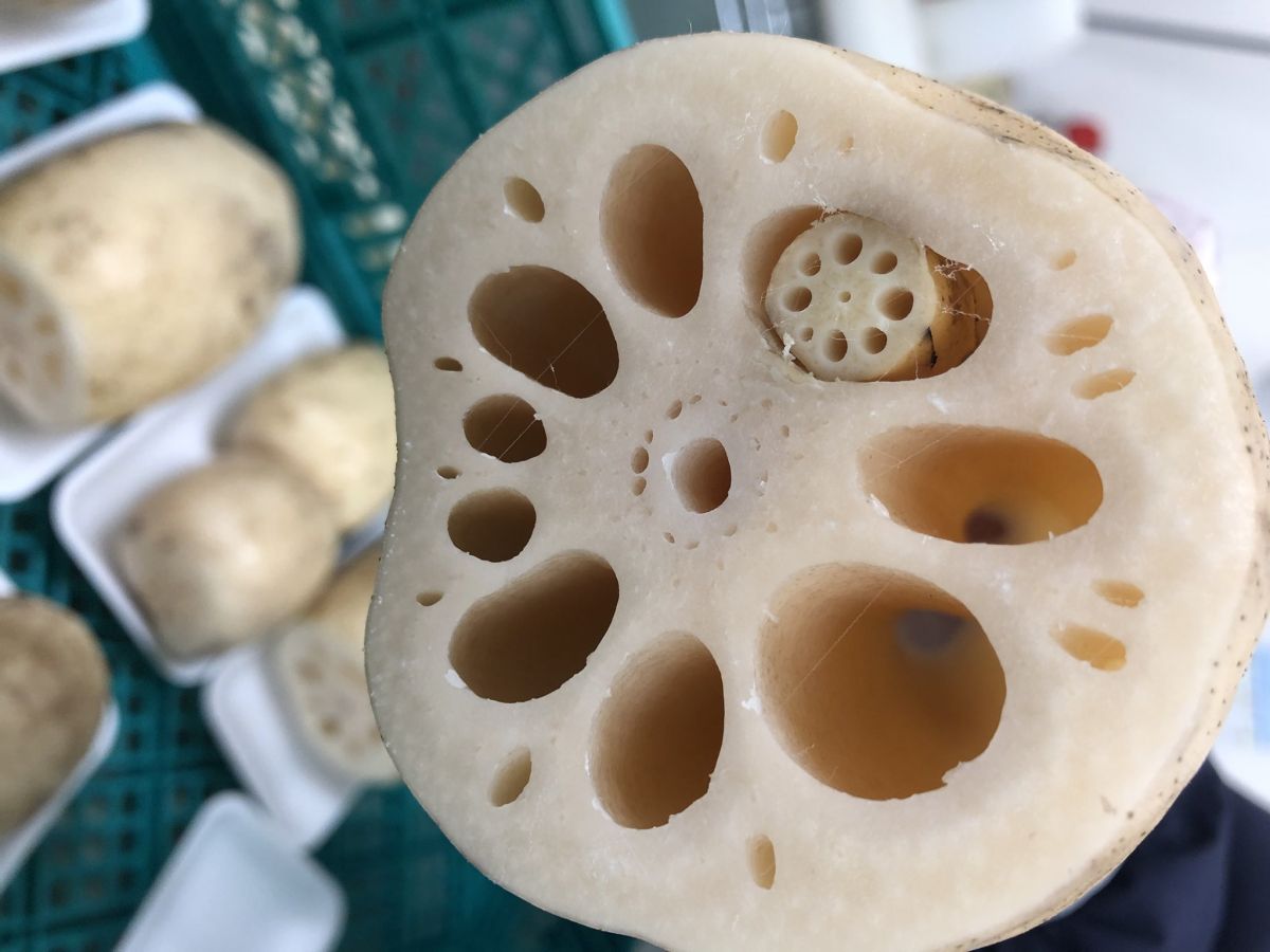 ▲日本網友分享蓮藕中又有小蓮藕的罕見發現，引發熱議。（圖／翻攝自@HairSazaesan的推特）