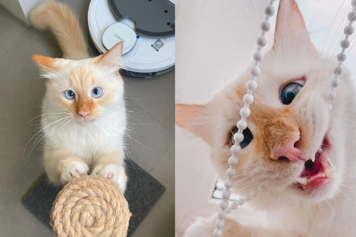 ▲貓貓天生擁有「萌萌鬥雞眼」，一舉一動都像憨呆卡通人物！（圖／Instagram＠meow.tilopa）