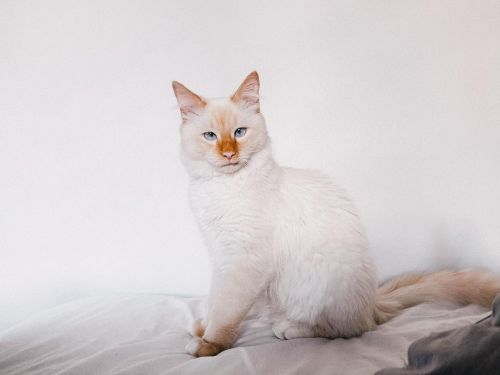 ▲遠看是一隻雪白美麗的貓（圖／Instagram＠meow.tilopa）