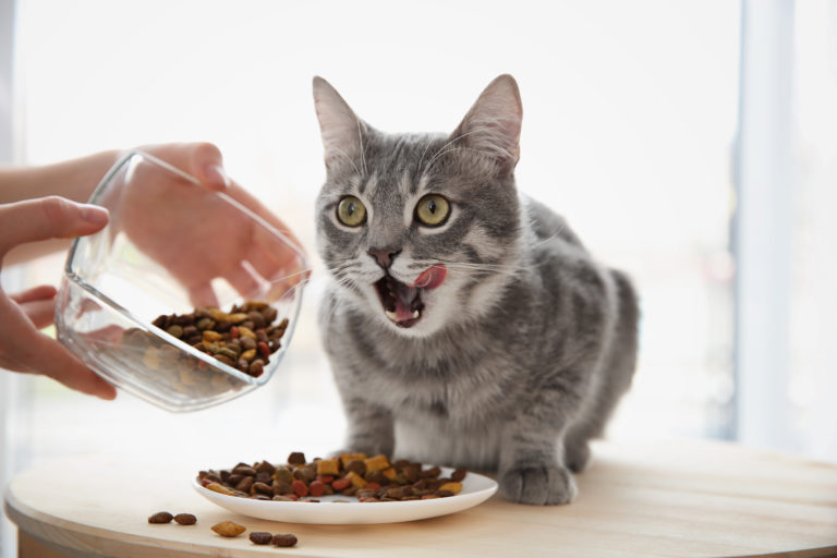 狗貓不吃飯該怎麼辦？觀察動物食慾的小技巧｜ 獸醫好想告訴你