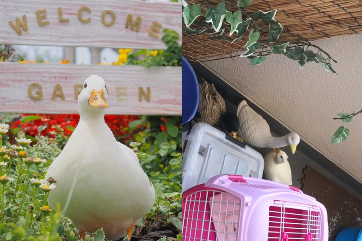 鴨鴨狂對「公仔假鴨」靠近示好，真是有點心酸～（圖／Instagram＠oniwano_haru）