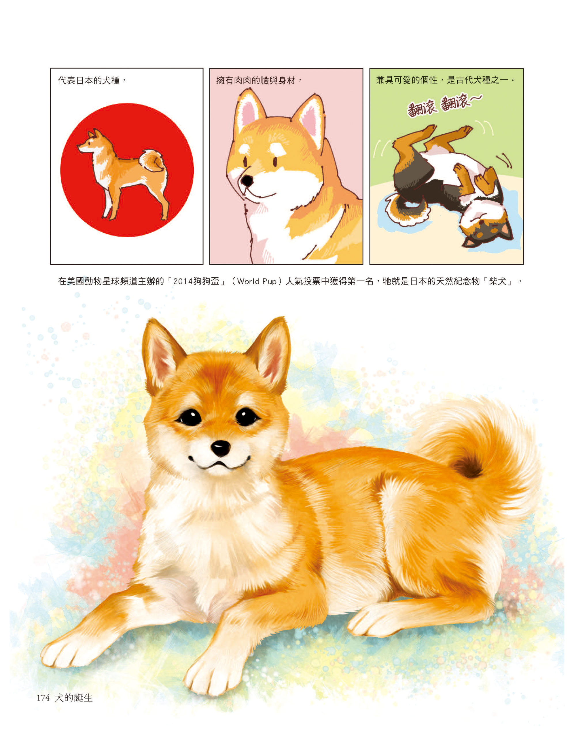 柴犬是日本的天然紀念物　《犬的誕生》一覽柴柴的身世之謎