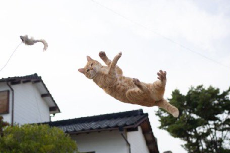 攝影師幻想拍出帥氣「跳躍貓咪」　一看成果笑說：失敗了！
