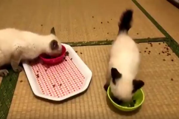 飯碗一放2隻小貓「暴風式亂咬」　網驚：是養到什麼了？