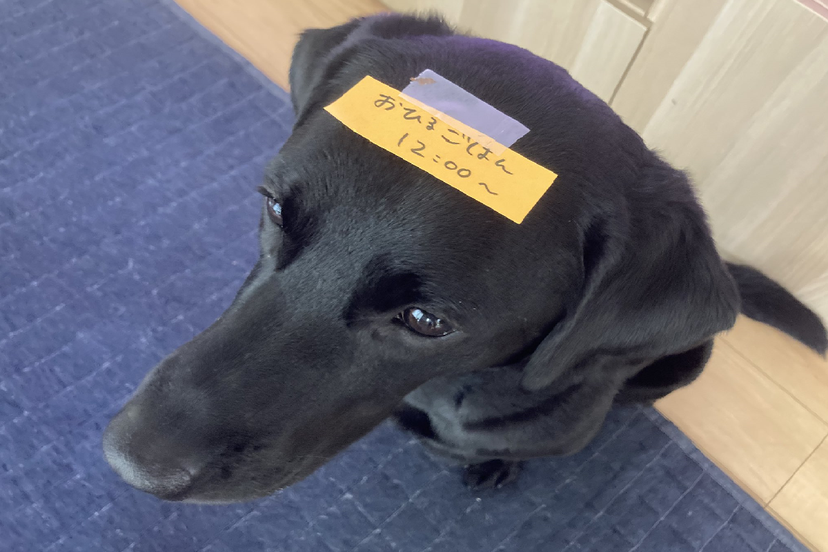 忙做家務沒空，媽媽出奇招派「傳信狗」上樓送訊息！（圖／Twitter＠chloe0608wan）