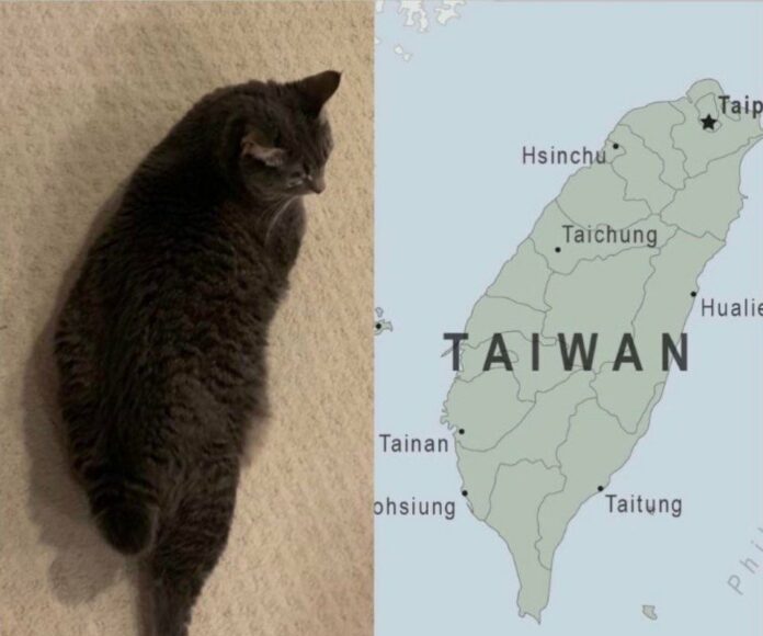 貓咪嫵媚姿勢一夕爆紅　老外驚呼：台灣最萌吉祥物
