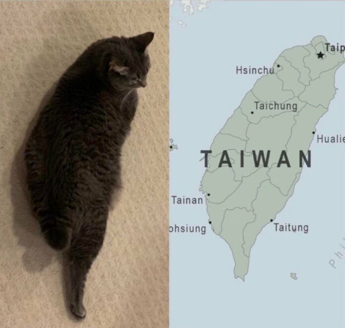 ▲Social media users pointed out the cat’s resemblance to Taiwan. (Photo courtesy of @bakuding/Twitter)