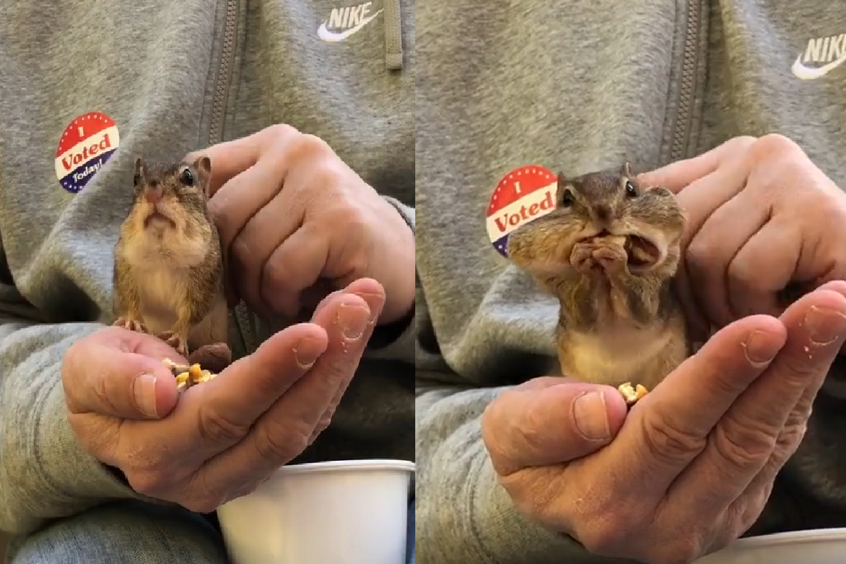 花栗鼠明明雙頰超鼓，仍不放棄「左右狂塞」找縫隙！（圖／Instagram＠chipmunksoftiktok）