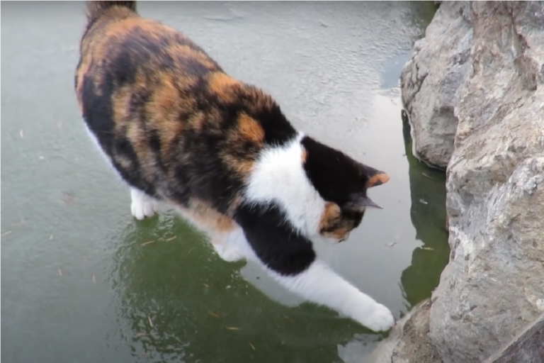 ▲三花貓想吃魚，貓掌咚咚咚狂指「結冰湖面」：就在這裡！（圖／Youtube＠haha ha）