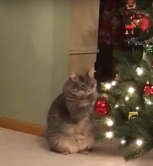 虎斑貓鎖定聖誕球　使出「喵掌連環拳」：怎麼不會掉？