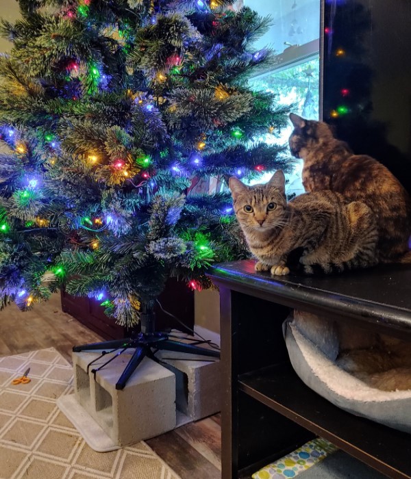 貓咪爬聖誕樹想攻頂　下秒慘摔網笑：搶孤嗎？