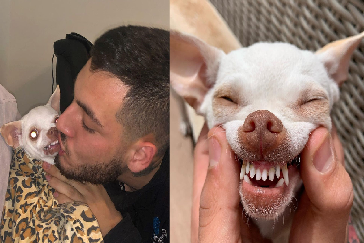 主人做什麼都「超吉生氣」，永遠處在憤怒邊緣的狗！（圖／Instagram＠nikiozeri）