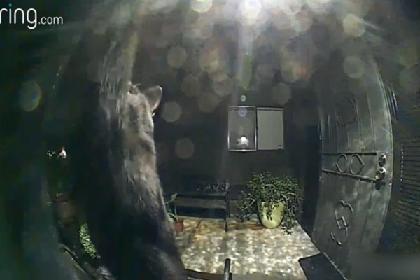 黑貓半夜到鄰居家打招呼　監視器前探頭探腦：有人在嗎？
