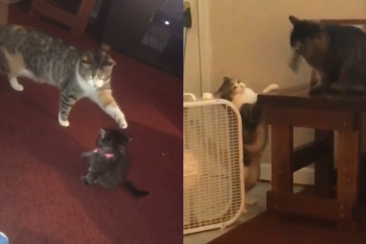 小時候被打一拳，貓貓長大後「電風扇式」亂拳報復！（圖／TiKTok＠paigelatour）