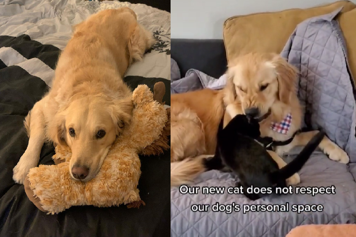狗狗想要私人空間，貓貓不給「狂往懷裡鑽」！（圖／TiKTok＠gambitthegolden）