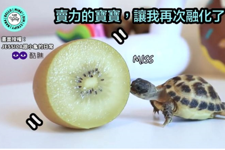 龜龜Bello看到奇異果好興奮，小小嘴巴吃相超療癒。（圖／JESSICA跟小龜的日常 授權）