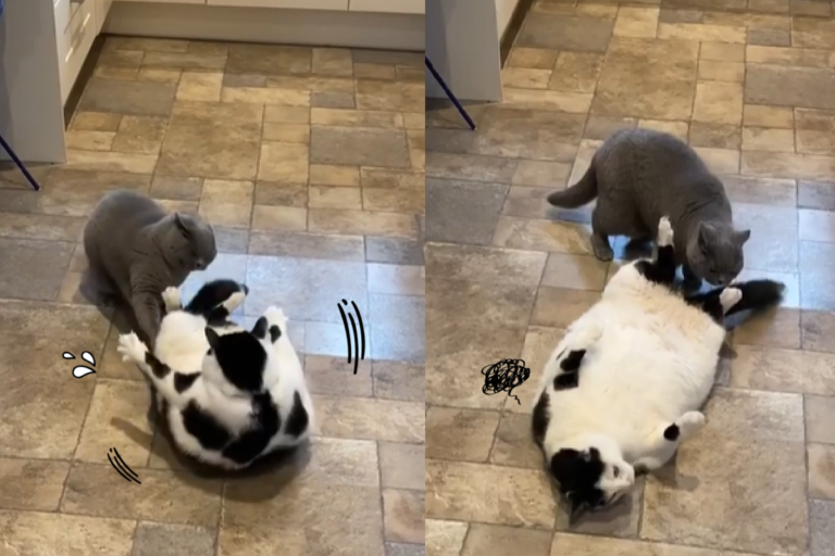 黑白胖貓「左扭右拐」奮力起身　下秒躺平：我就爛！
