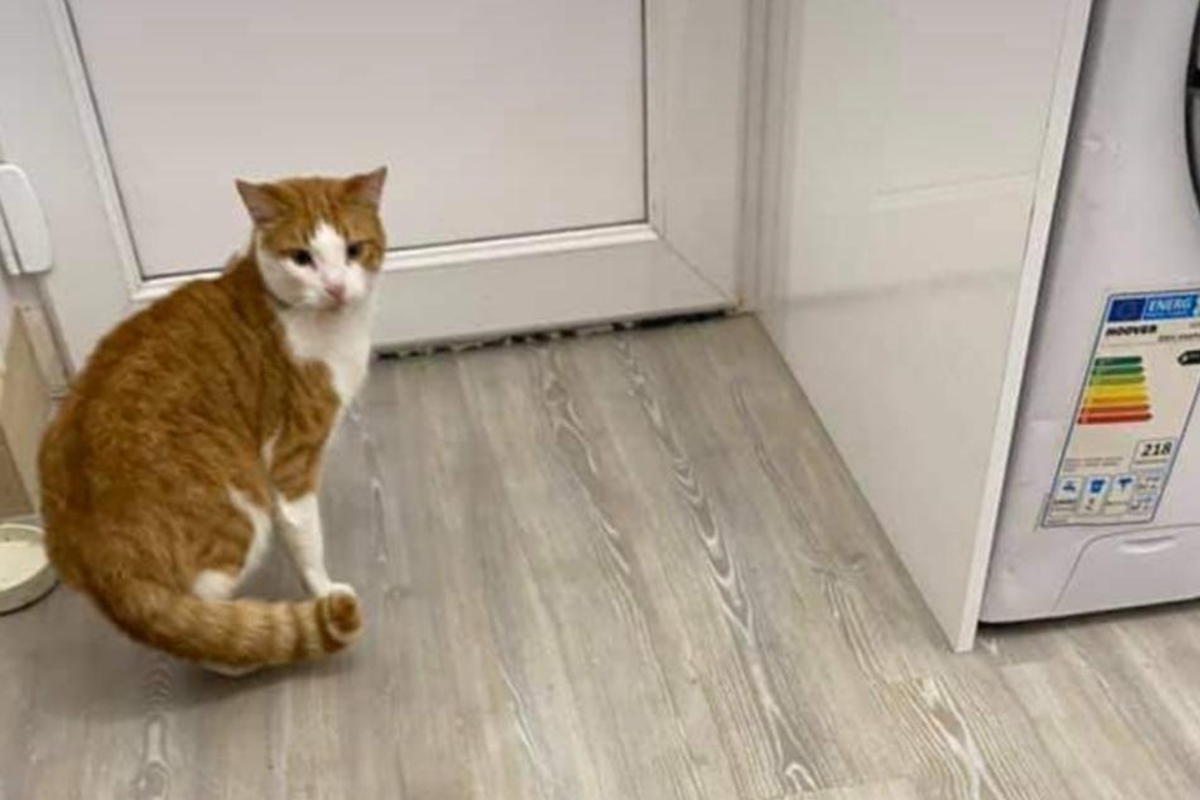 國外reddit網友的貓不見，貼出尋貓啟事竟找回兩隻？！（圖／reddit@teoman_asyn）