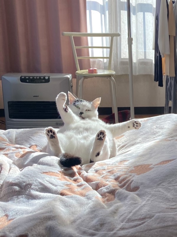 黑白貓爽睡暖床　天亮了還「無法起身」：我就廢！