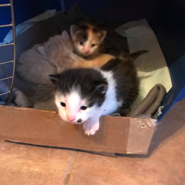 懷孕三花貓被遺棄險喪命　中途仔細照顧收到「媒人婆回禮」