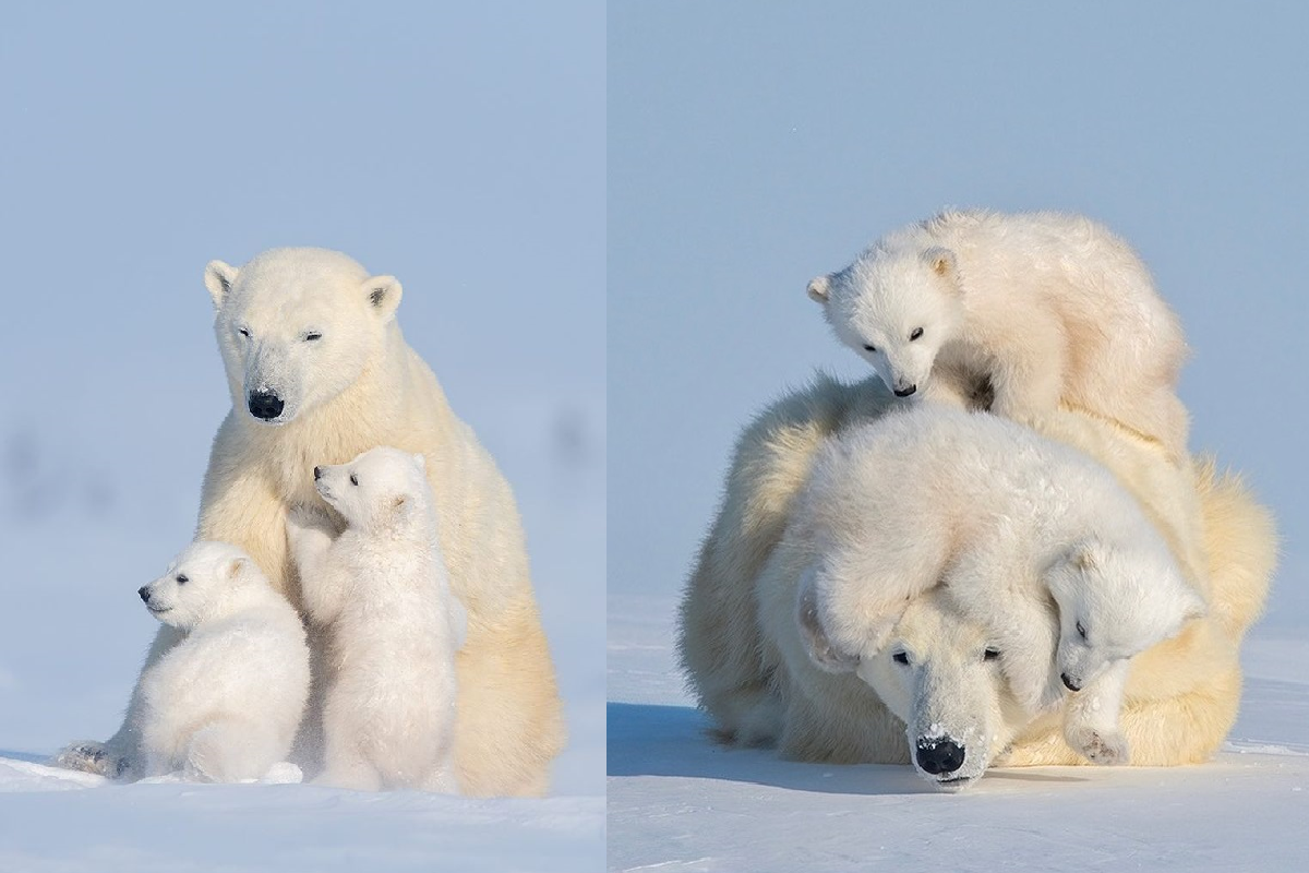 小屁熊們狂爬背上「想玩耍」，媽媽閉眼攤地想休息！（圖／Instagram＠haojiang00629）