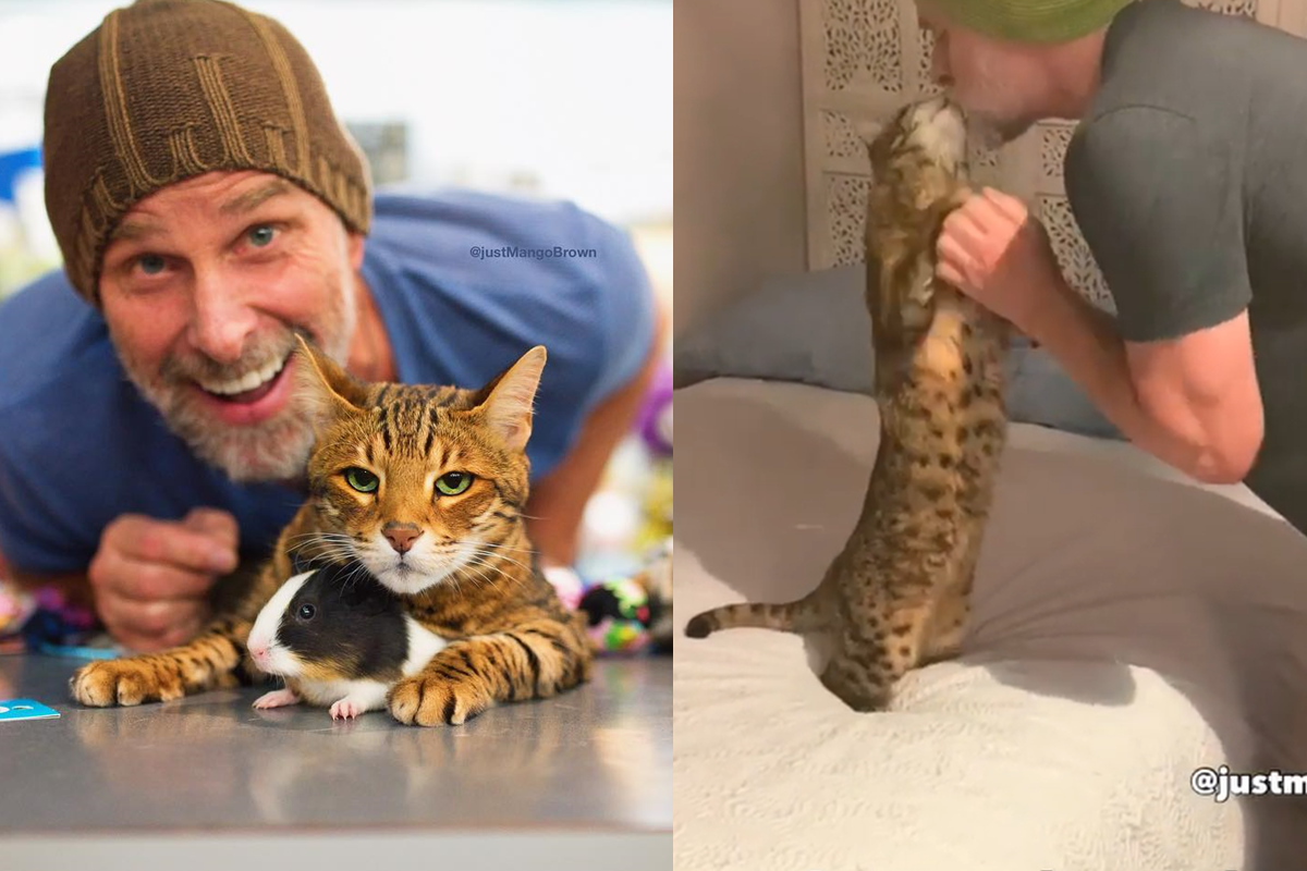 超撒嬌貓貓，與主人深情對望討親親！（圖／Facebook、Instagram＠justmangobrown）