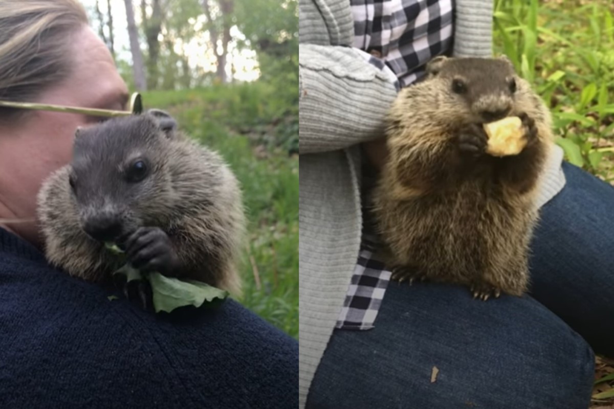 女子在回家路途中救援一隻土撥鼠，沒想到牠會變成「萌寵」（圖／翻攝自FB@The Dodo）