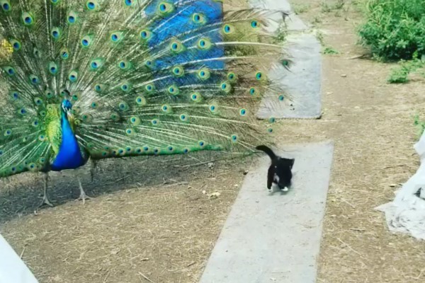 小貓見孔雀開屏好興奮　不停玩羽毛：好大的逗貓棒！