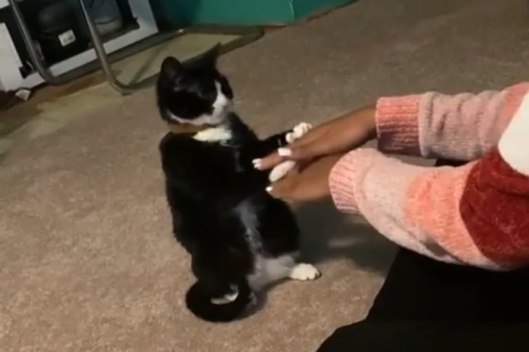 國外一名女子跟賓士貓玩疊手遊戲（圖／翻攝自IG@cats.all.day）