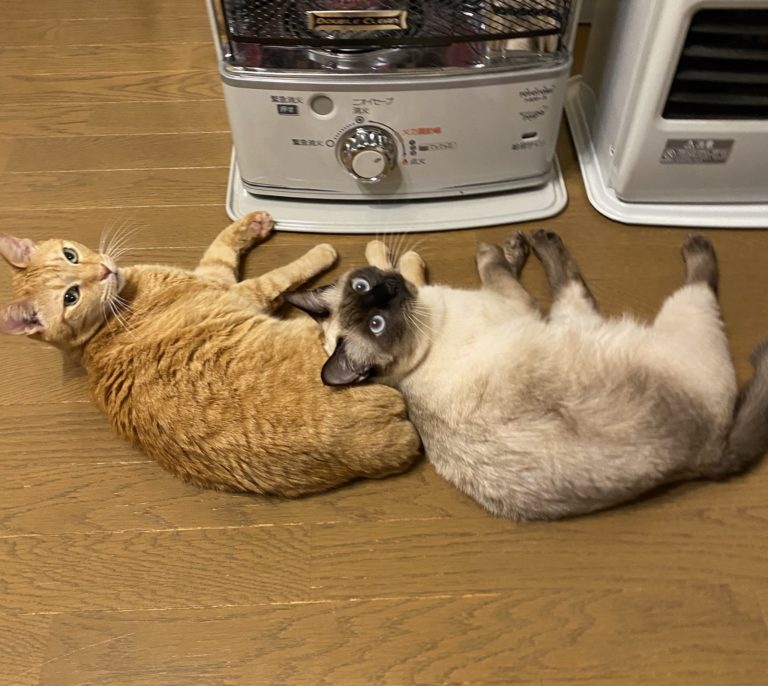 冬天兩隻貓爽佔暖爐前「搖滾區」　一被關掉竟回瞪奴才