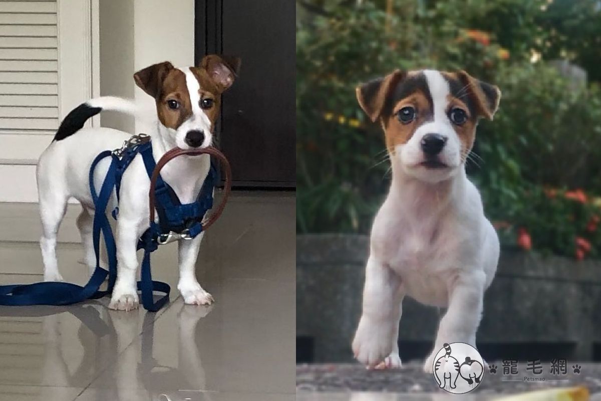 奶汪在外散步「像條蟲」，回家後反而竭力狂奔、超興奮！（圖／Instagram＠latte_jrt）