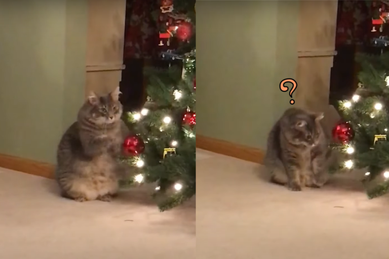 國外一隻虎斑貓手撥聖誕球，影片有股魔力！（圖／翻攝自 Youtube@ViralHog）