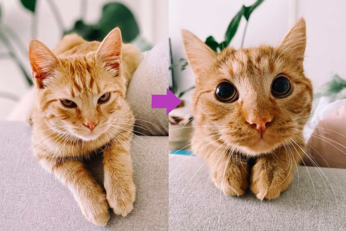 橘貓為了得到點心，竟學鞋貓賣萌！（圖／IG@masterpoepoe）