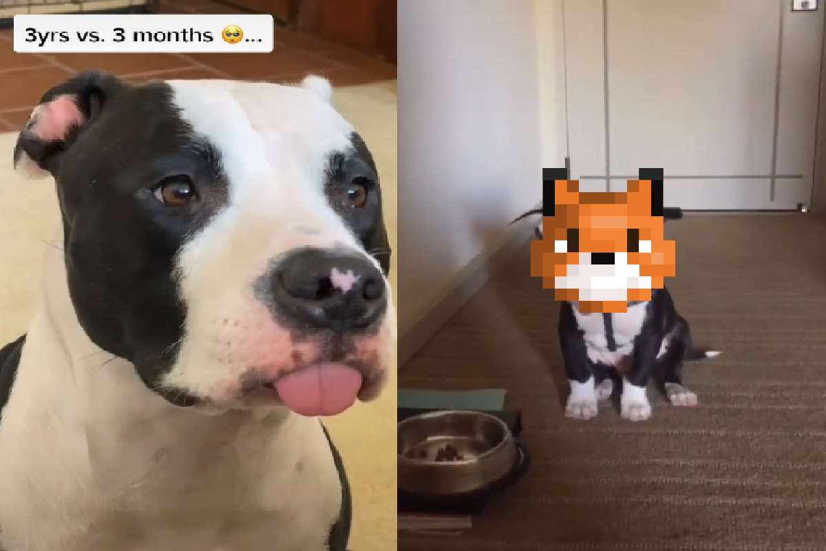 貪吃幼汪一瞬間長成三歲壯汪！（圖／Tiktok＠embodoe）