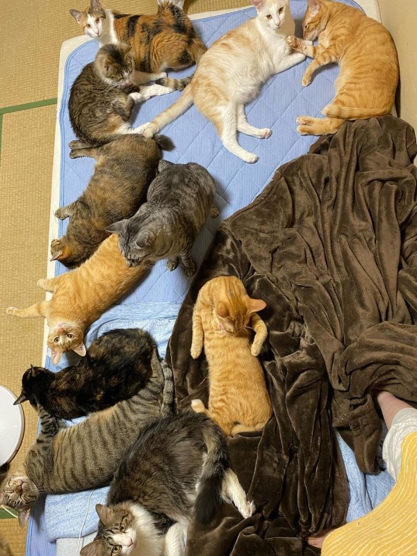 與14隻貓同住　理想睡法與現實往往相差很大！