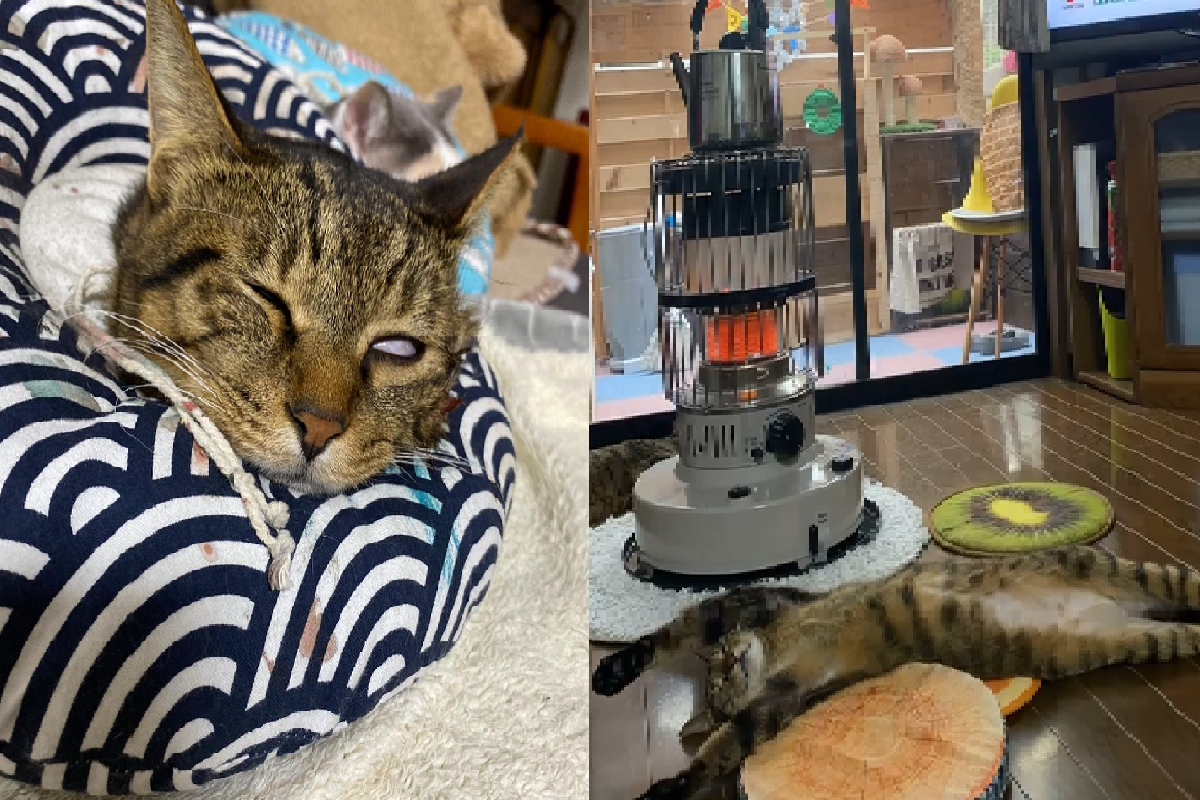  ▲暖爐是貓咪冬天最愛的夥伴！（圖／Instagram＠midorinotanbo）