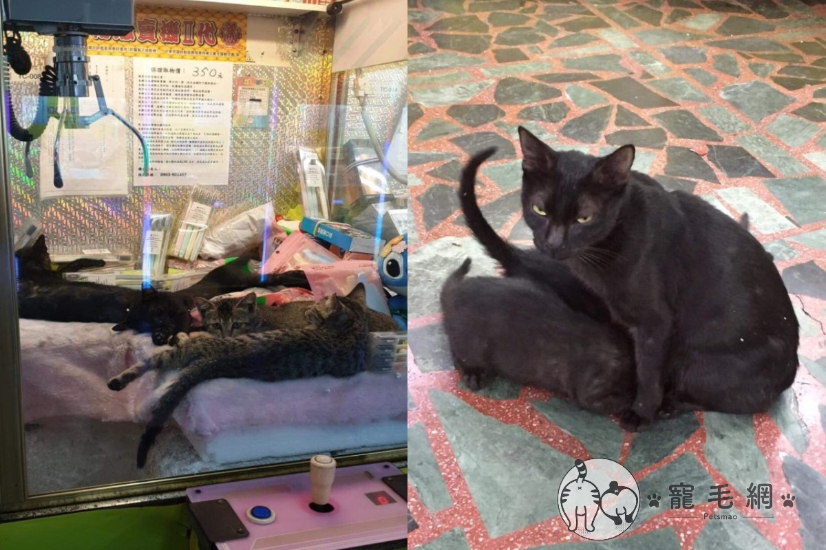 桃園一間夾娃娃機店日前出現一窩貓咪，將機台當做「育嬰房」（圖／網友洪小雷、Xiao Xin授權提供）