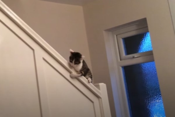 貓皇懶得走樓梯用「這方法」下樓網驚：竟然還會剎車！