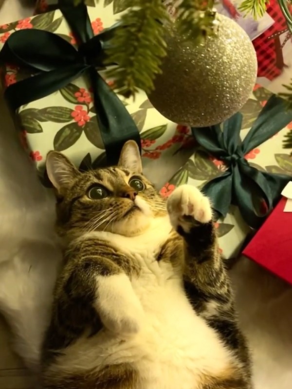 貓咪戴「放大片」躺聖誕樹下玩球球　網：眼睛裡有星星！