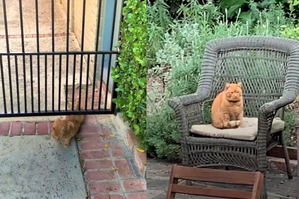 橘貓天天拜訪鄰居男　牠「還會等門」：我來敦親睦鄰啦！