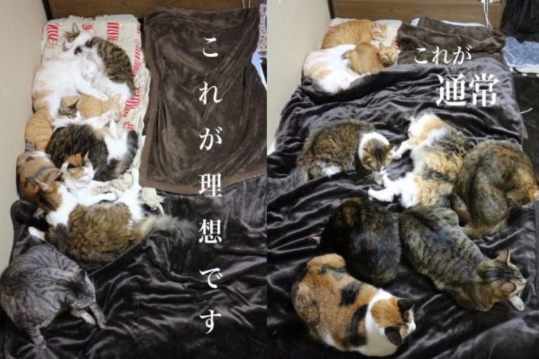 日本一名貓奴分享與一群貓咪共枕的理想睡姿與現實睡法（圖／IG@chittan.com.2016）