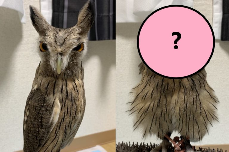 日本一隻貓頭鷹看見主人前後的反應差很大，意外引起網友瘋狂分享（圖／twitter@darkness_00921）