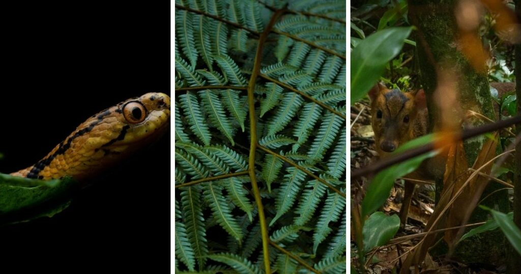 ▲The photo collage shows cute Reeve’s Muntjac seen at Wulai (right), The Atayal Slug Snake (left). (Courtesy of Ryan Hevern)