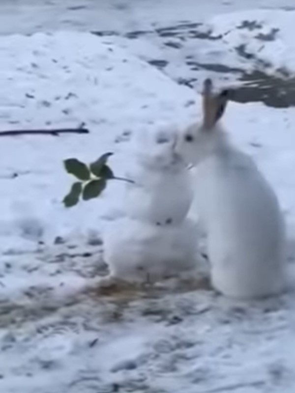 野生兔巧遇雪人下一秒竟「這動作」　網笑：聽到雪寶在尖叫！