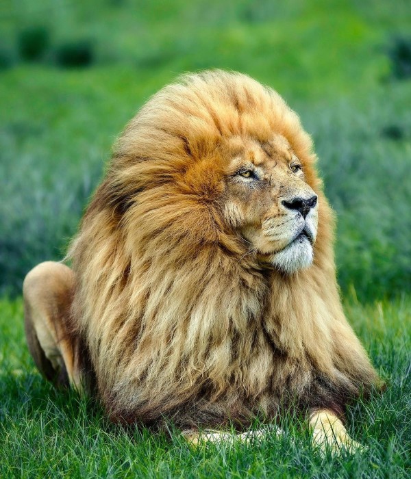 攝影師捕捉白獅「甩髮」超美瞬間　網讚：洗髮精廣告輸了！